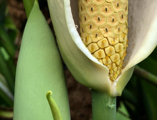 Planten hun namen doen er toe