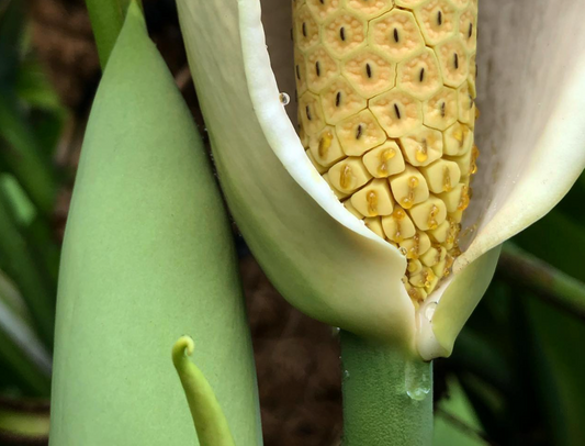 Planten hun namen doen er toe - Spore Nursery