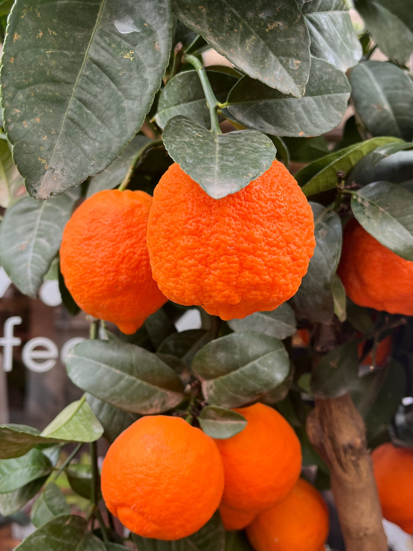 Citrus aurantifolia 'Lima Rossa' - Spore Nursery
