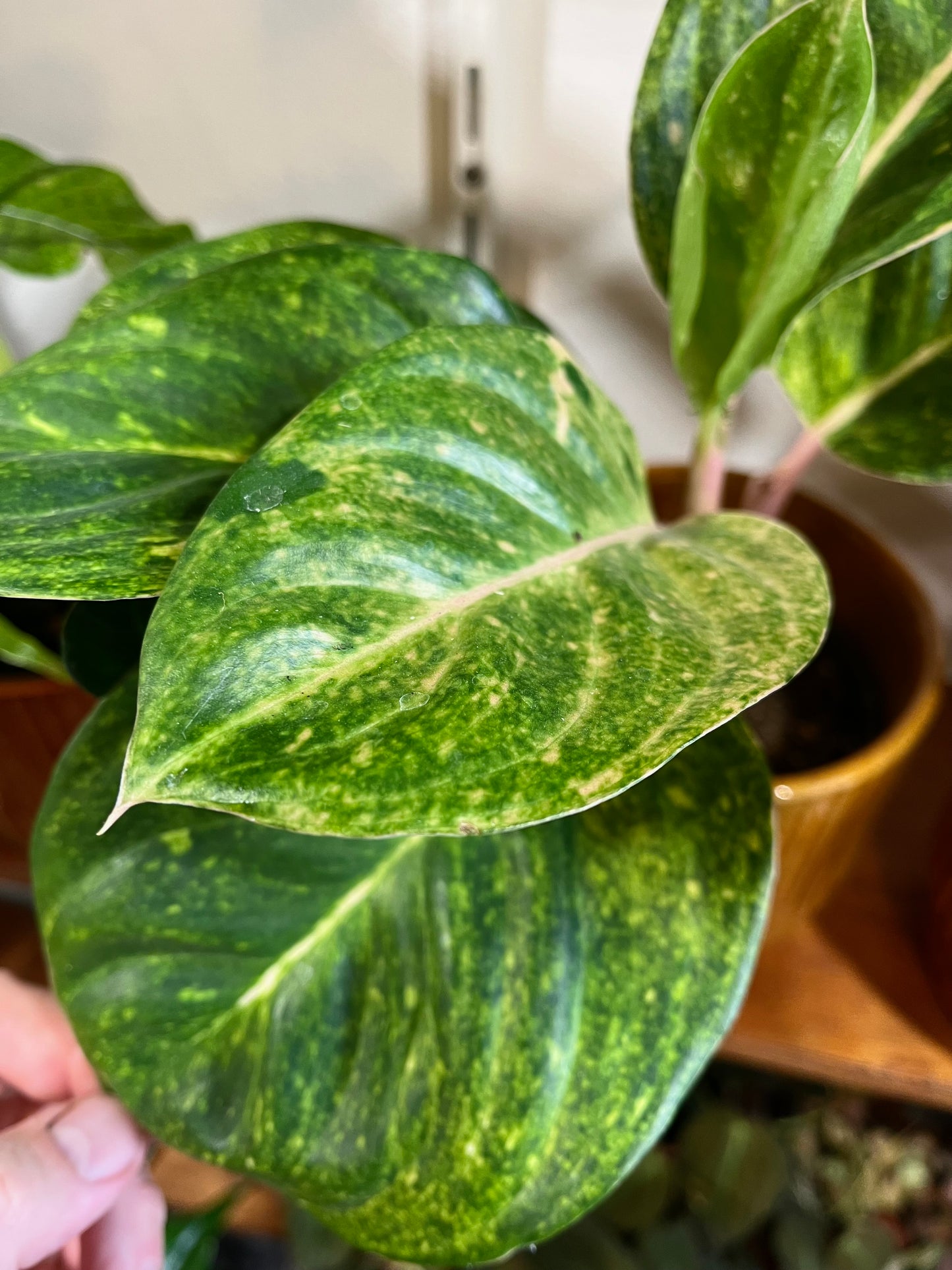 Aglaonema commutatum 'Apple Green'