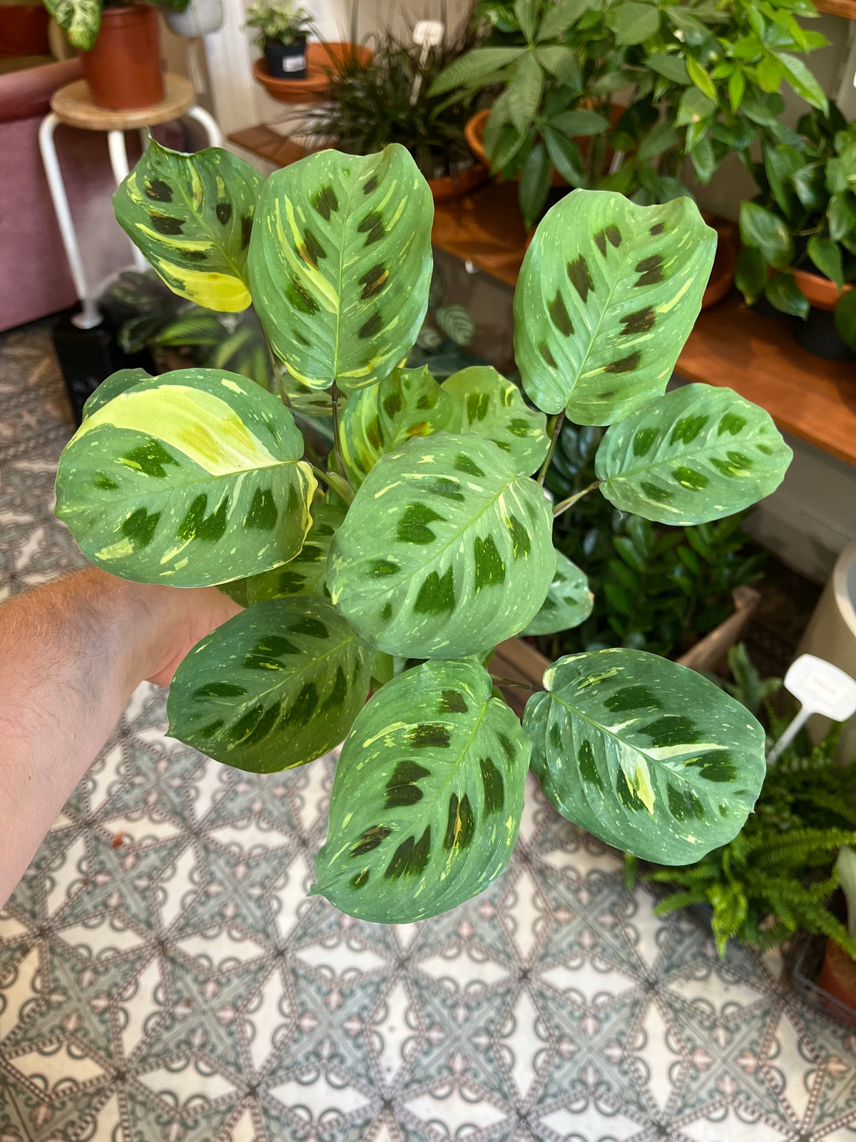 Maranta leuconeura 'Kerchoveana' geel variegata