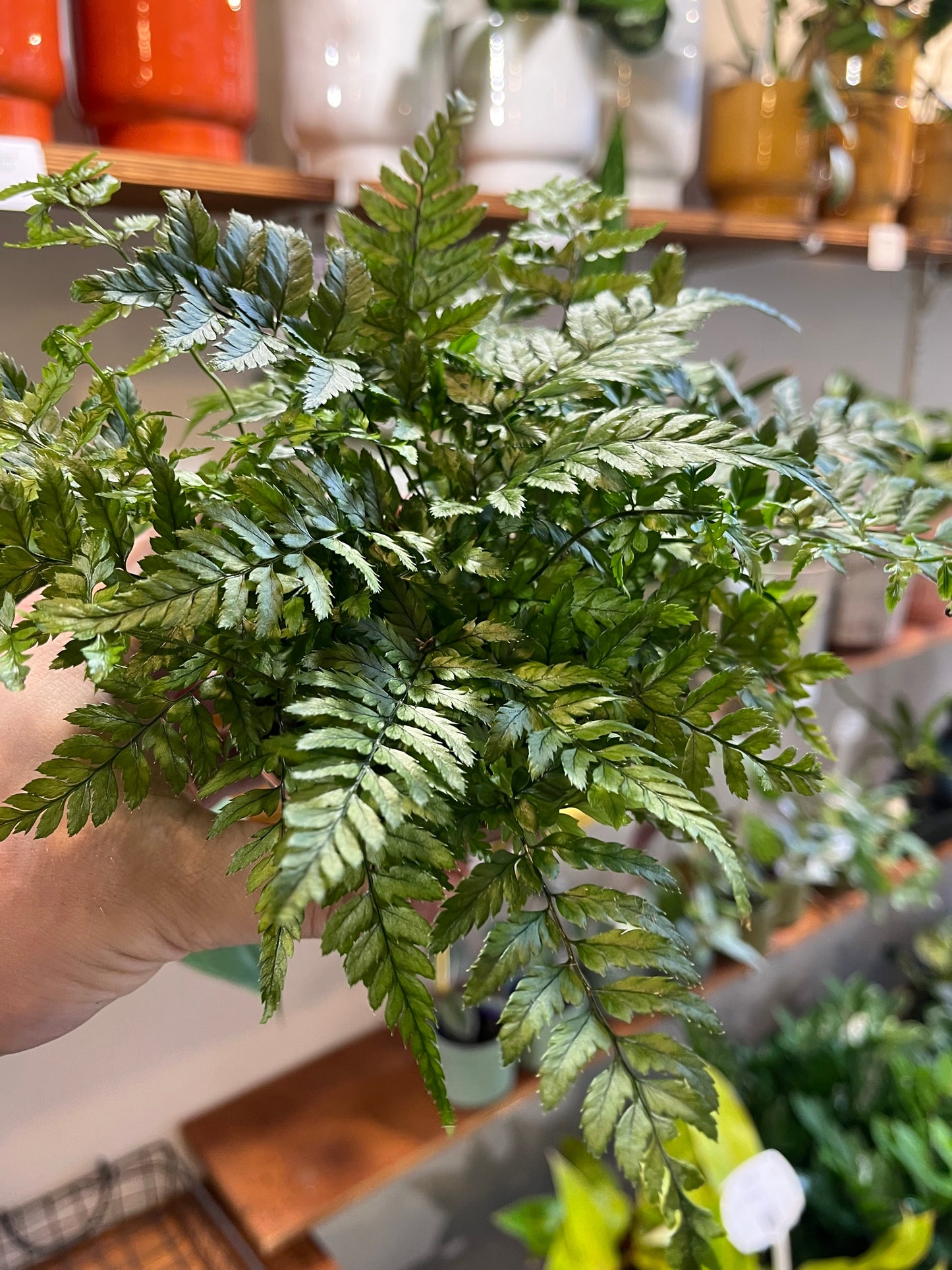 Polystichum luctuosum