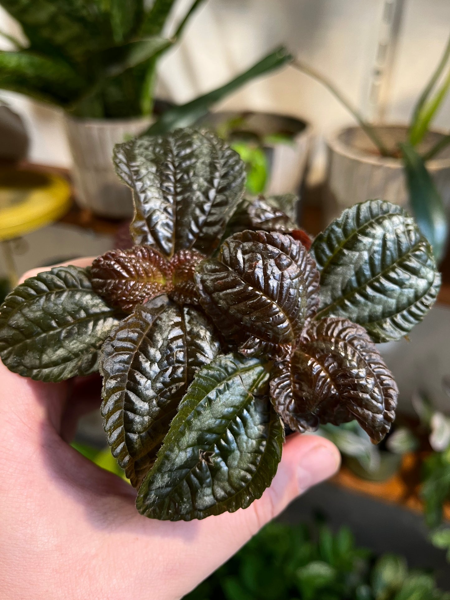 Pilea involucrata 'Norfolk'