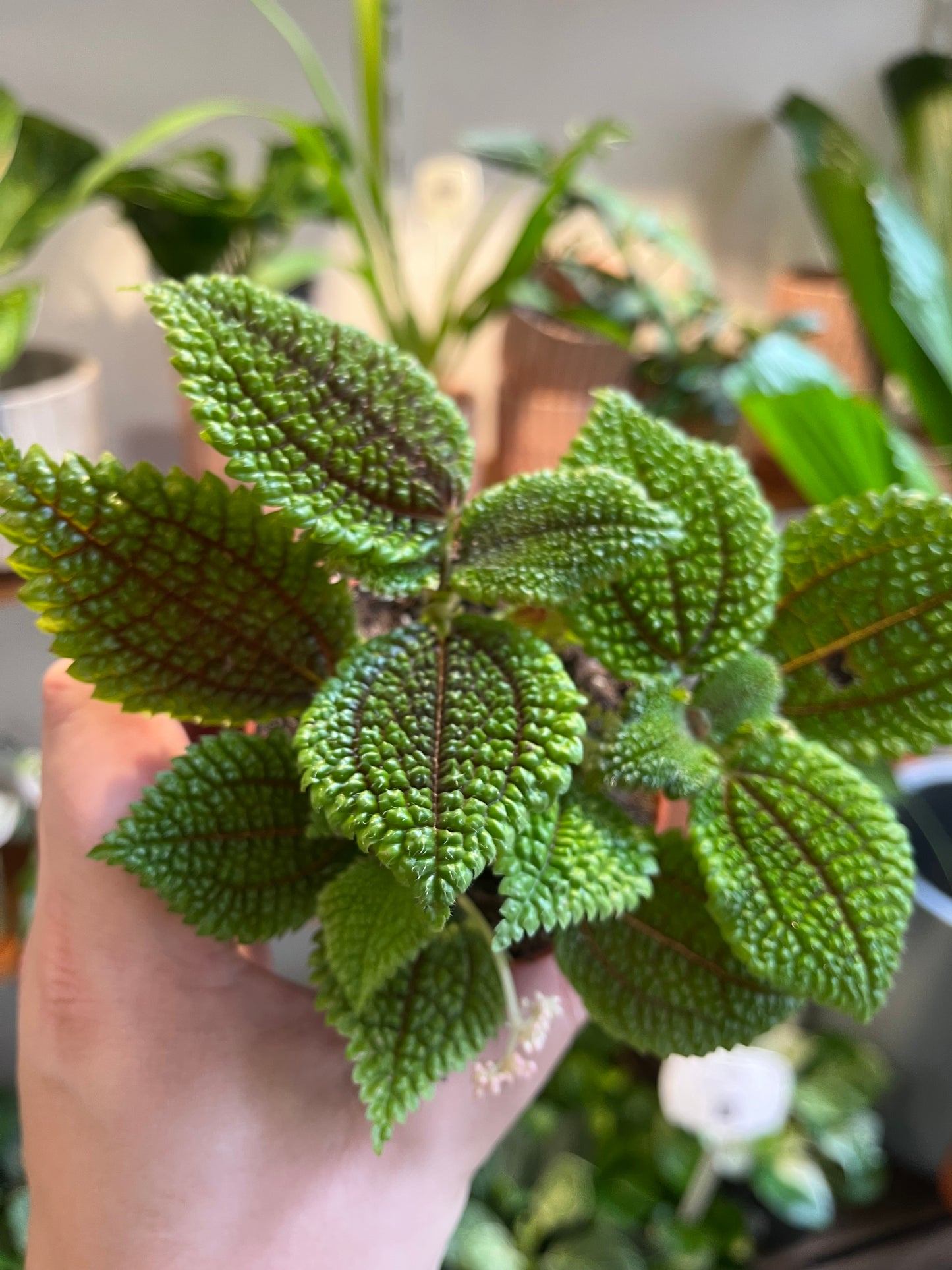 Pilea involucrata 'Moon Valley'