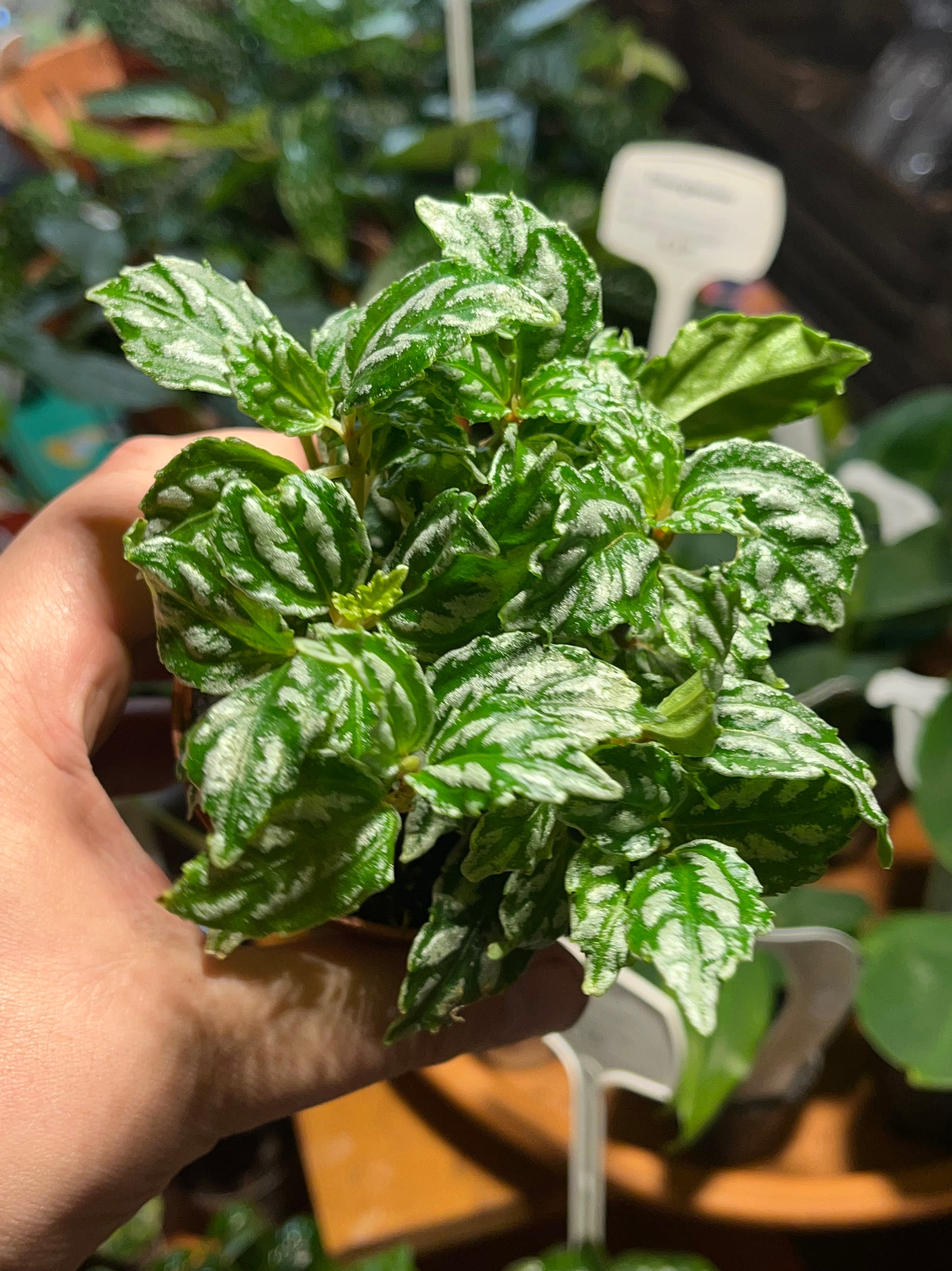 Pilea cadierei