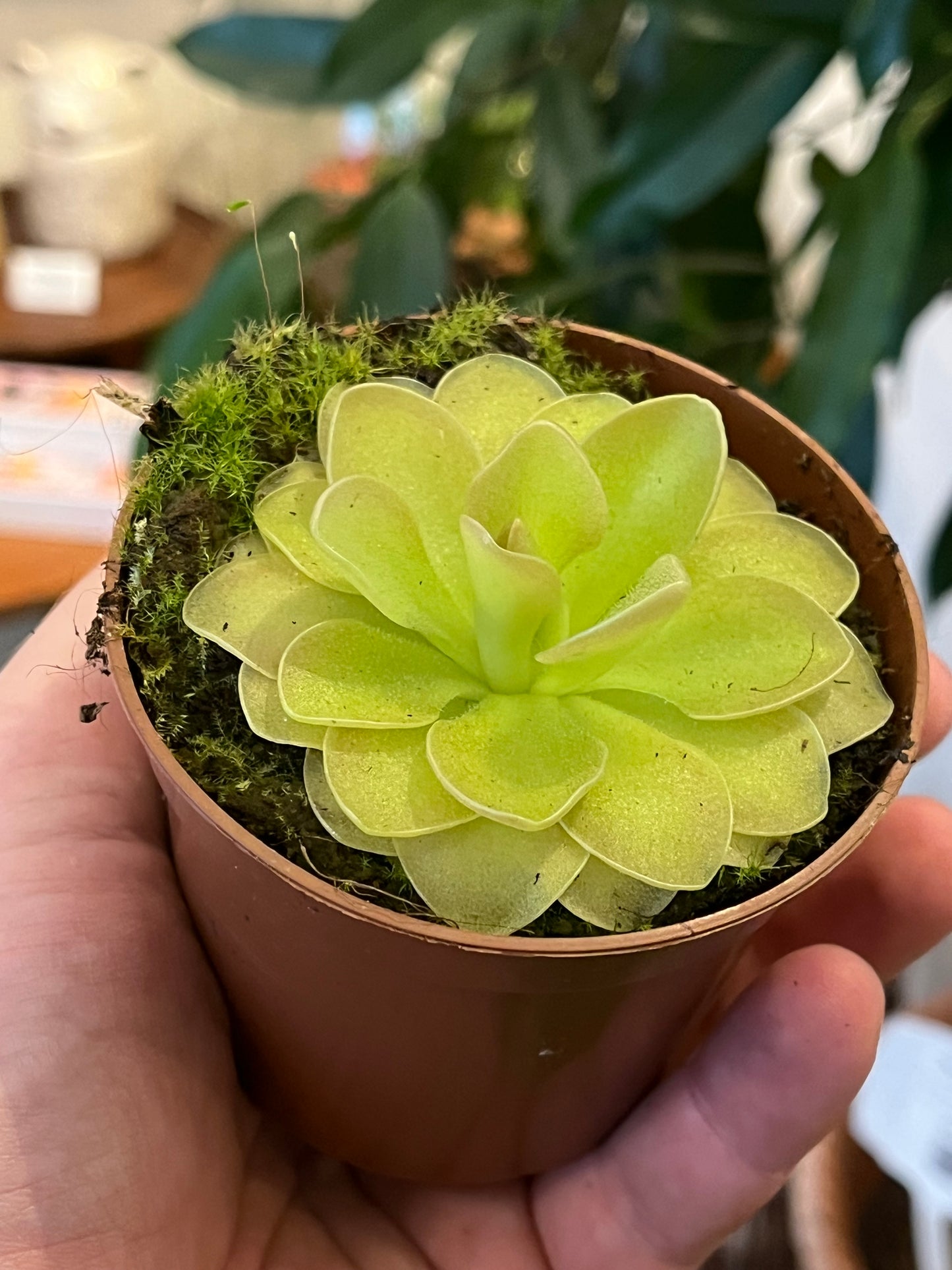 Pinguicula 'Weser'