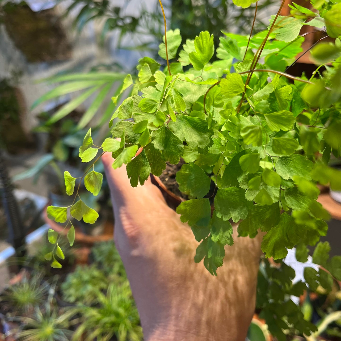Adiantum raddianum 'Fragrans' - Spore Nursery