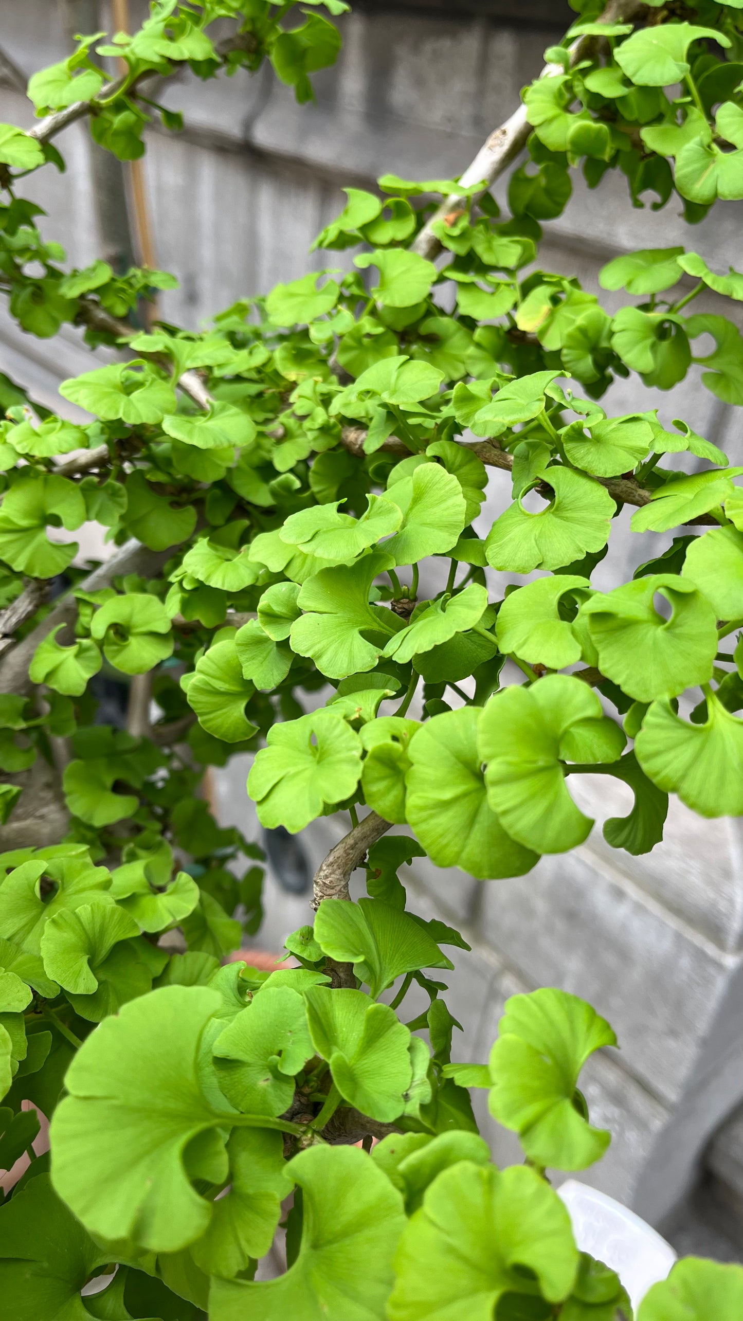 Ginkgo biloba 'Mariken' - Spore Nursery