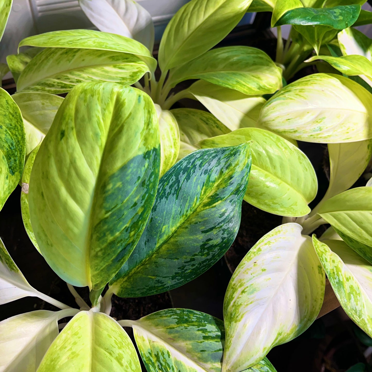 Aglaonema commutatum 'Arctic Lime'