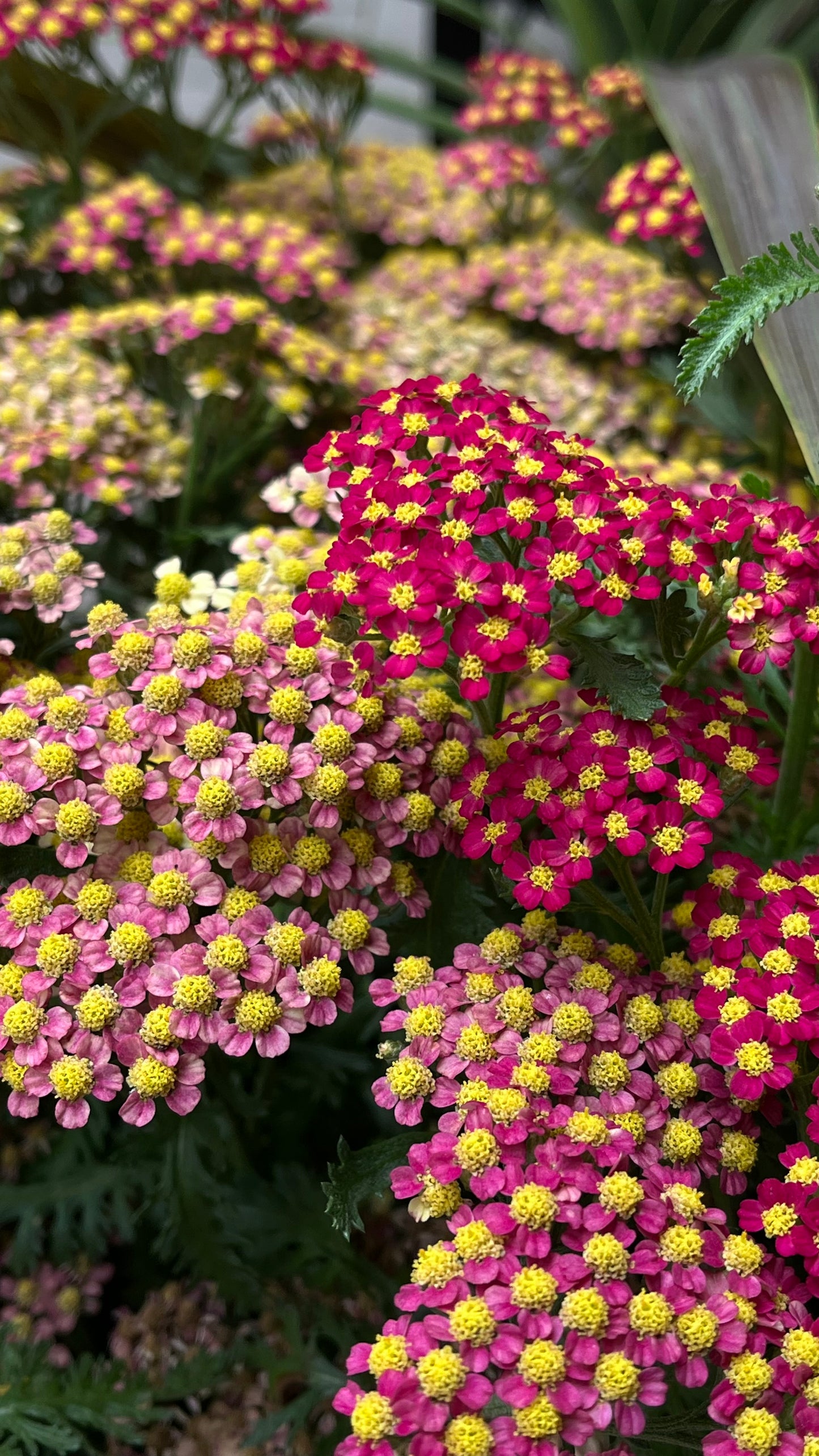 Achillea millefolium 'Paprika'