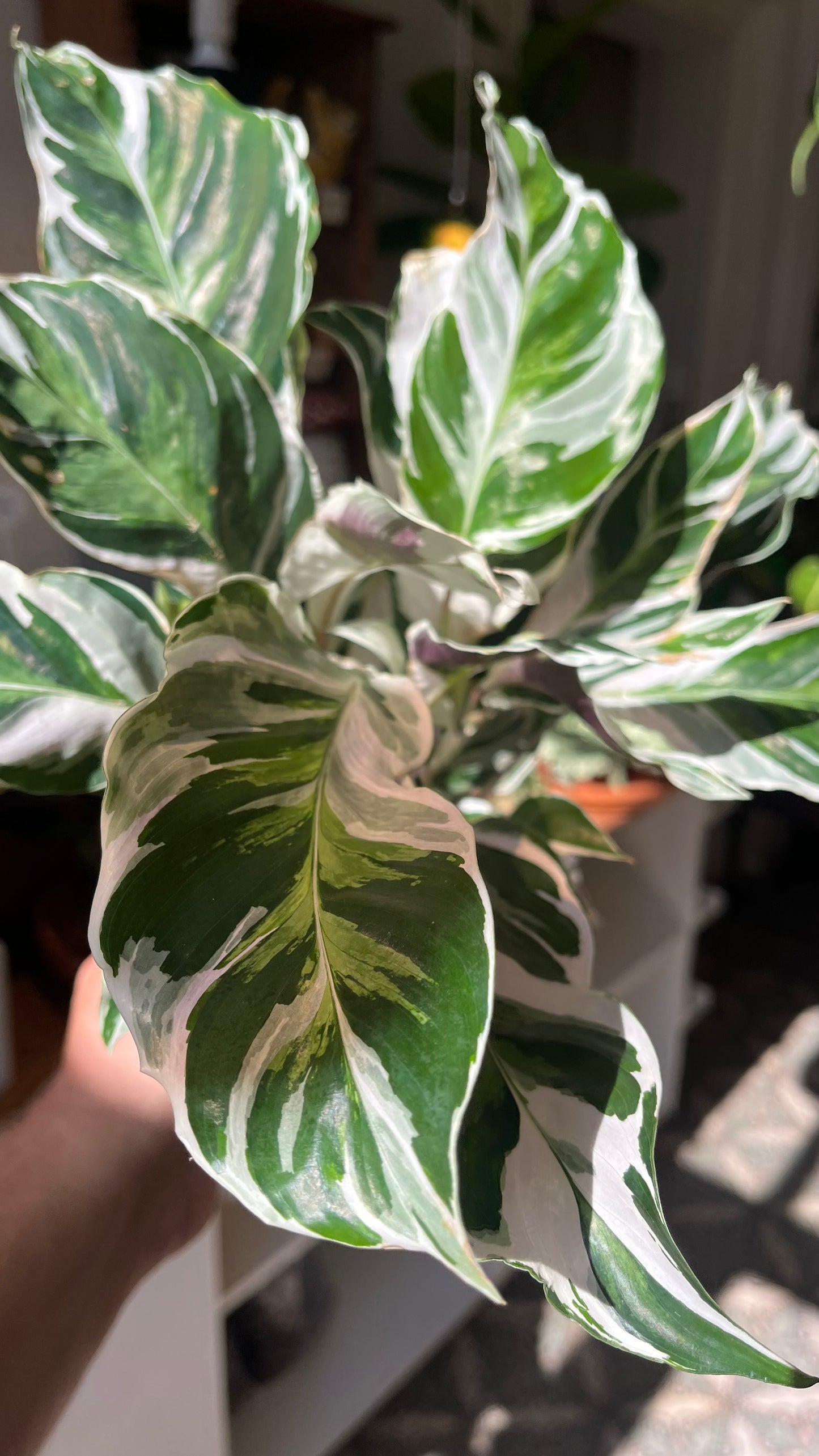 Goeppertia lietzei 'White Fusion'