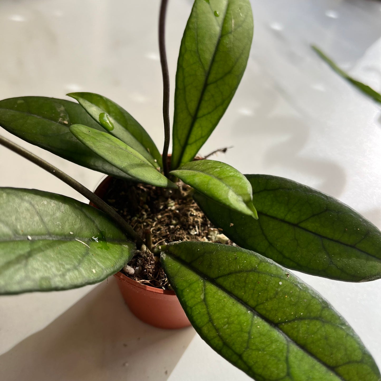 Hoya crassipetiolata