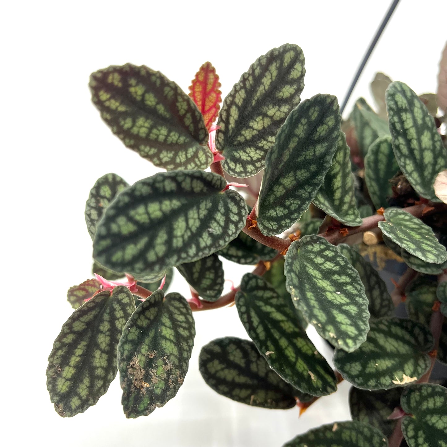 Procris repens var. Pulchra