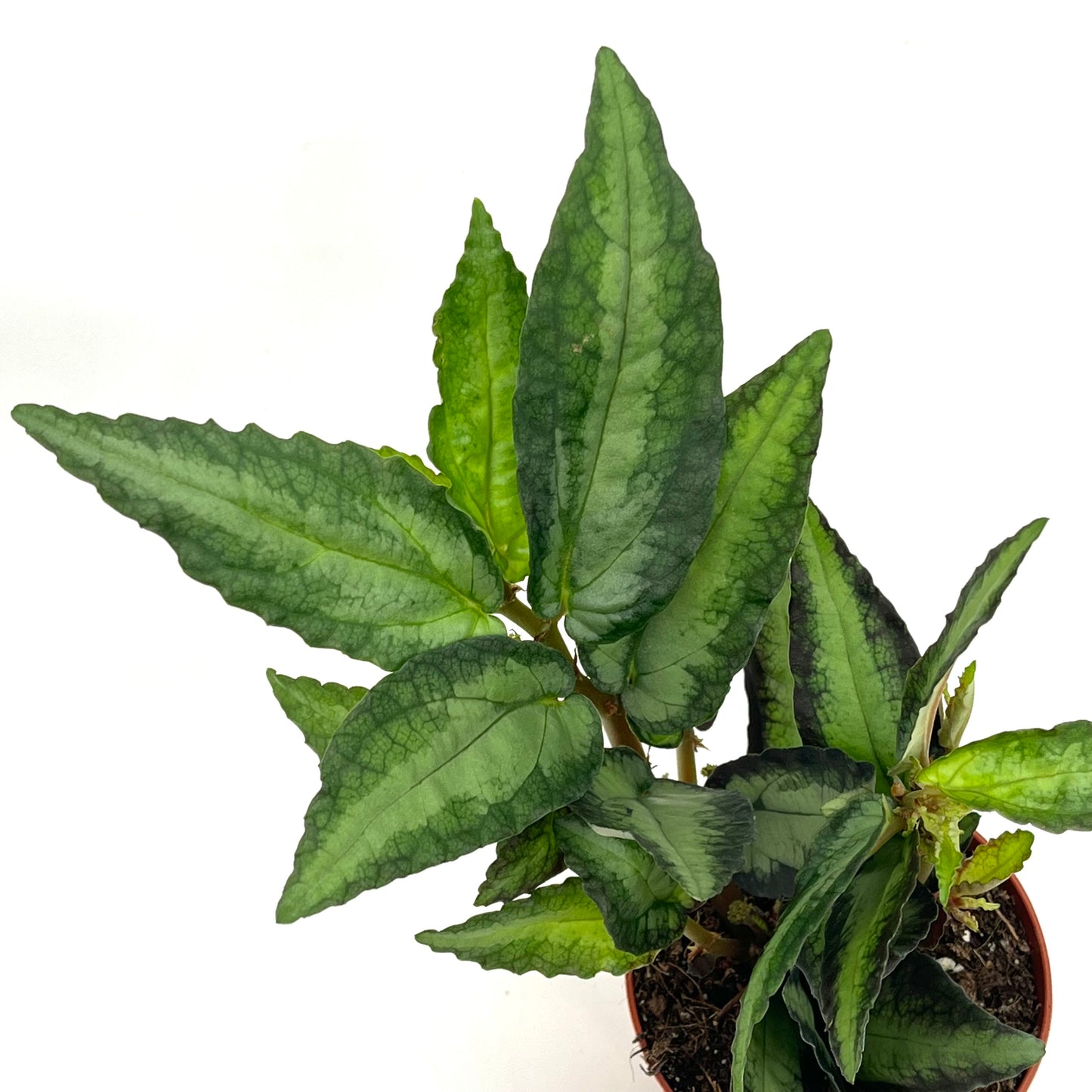 Procris repens
