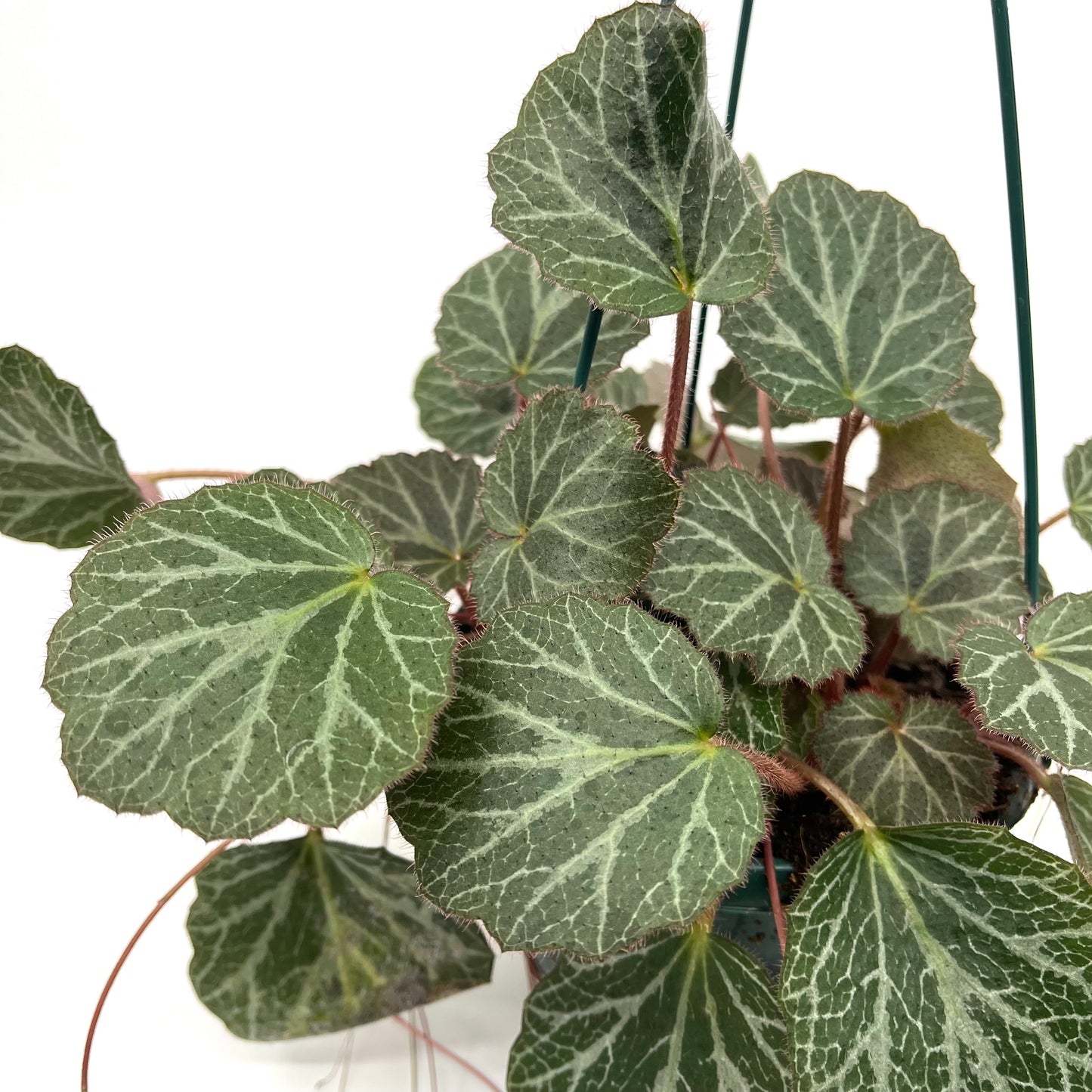 Saxifraga stolonifera