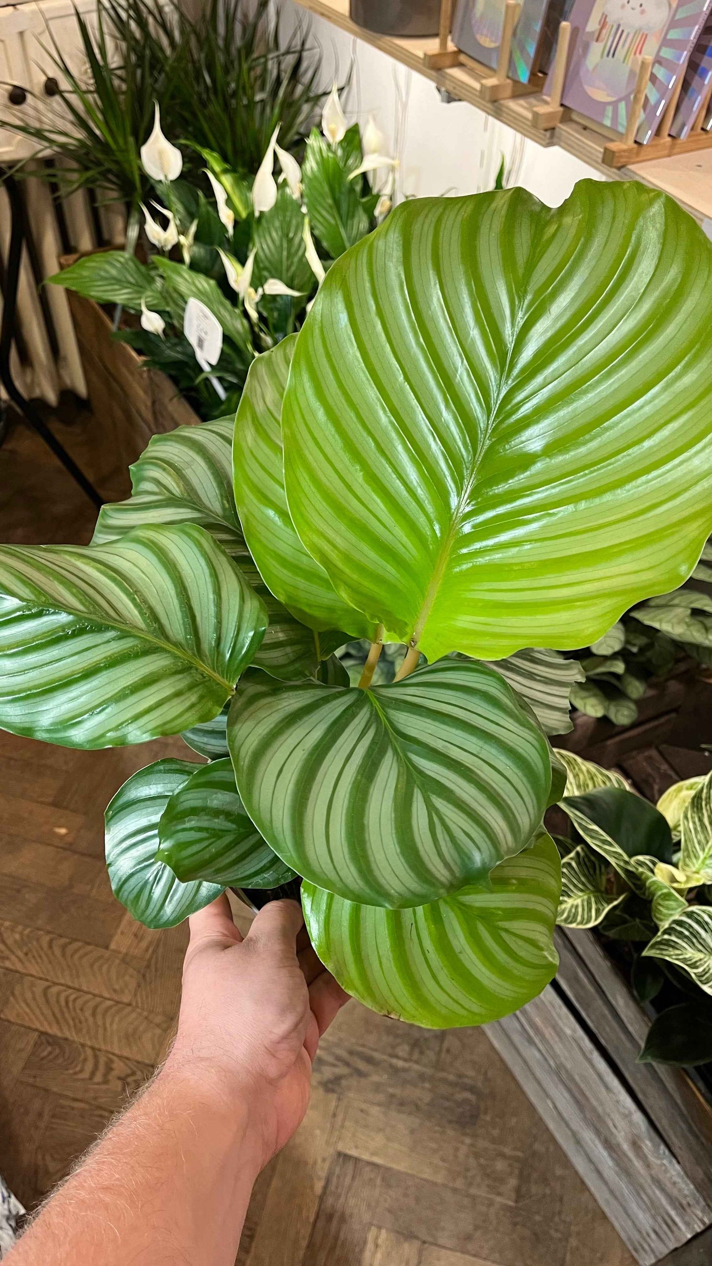 Goeppertia orbifolia