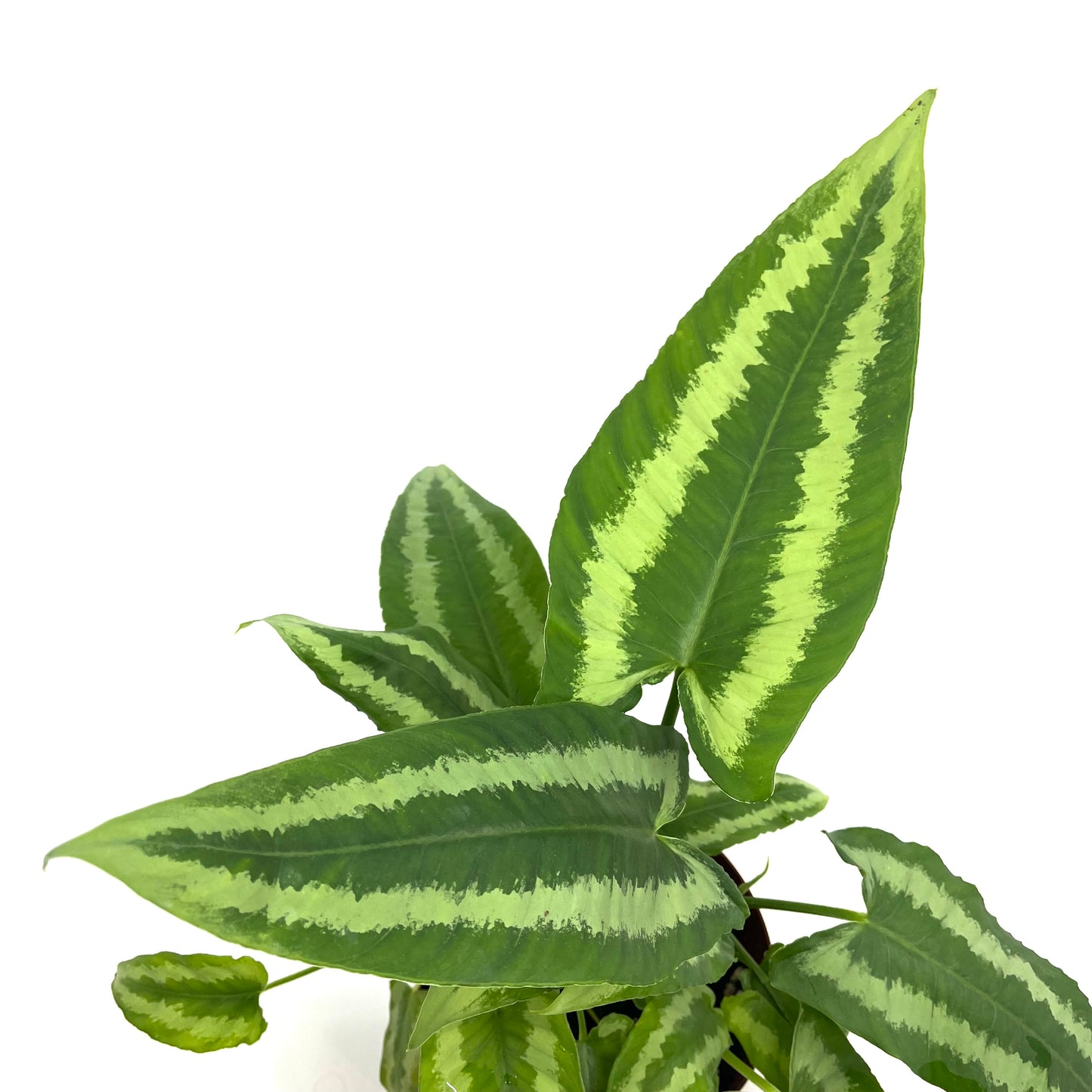 Schismatoglottis wallichii