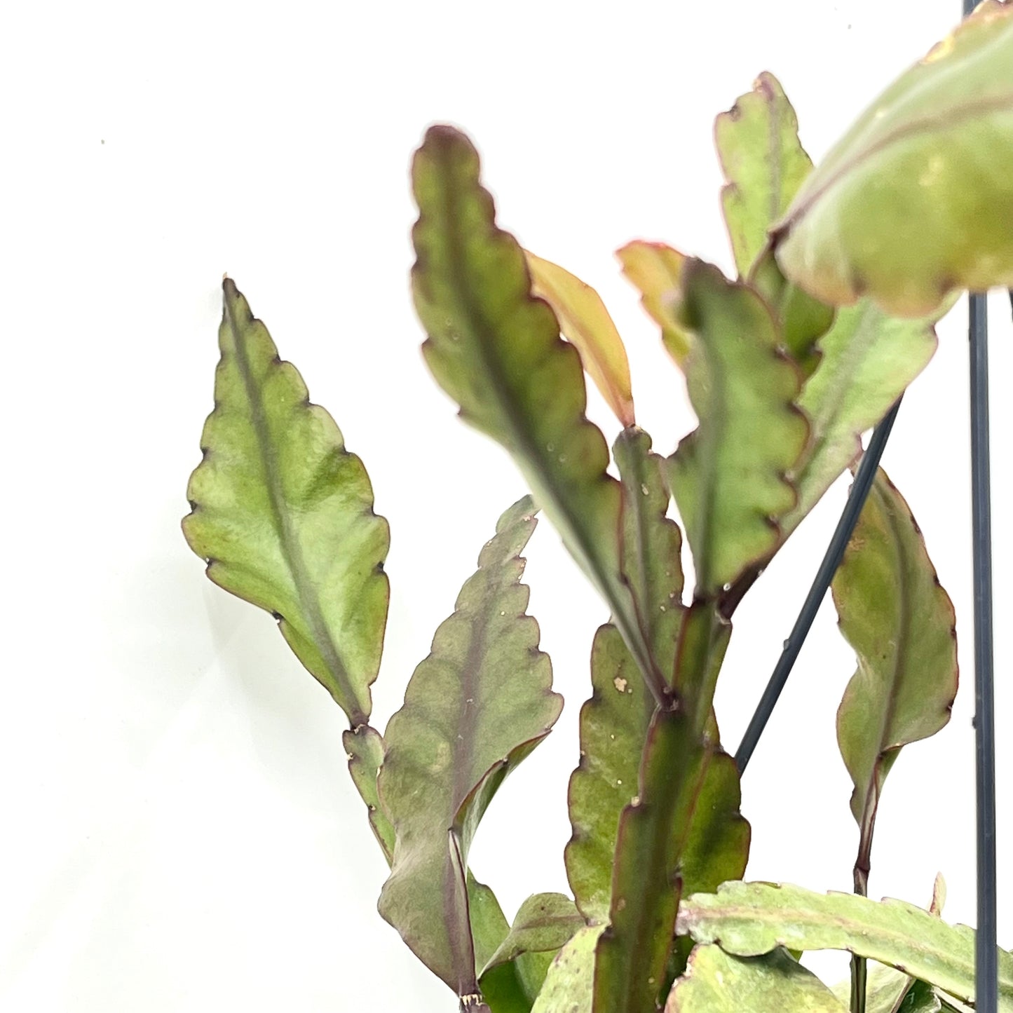 Rhipsalis elliptica
