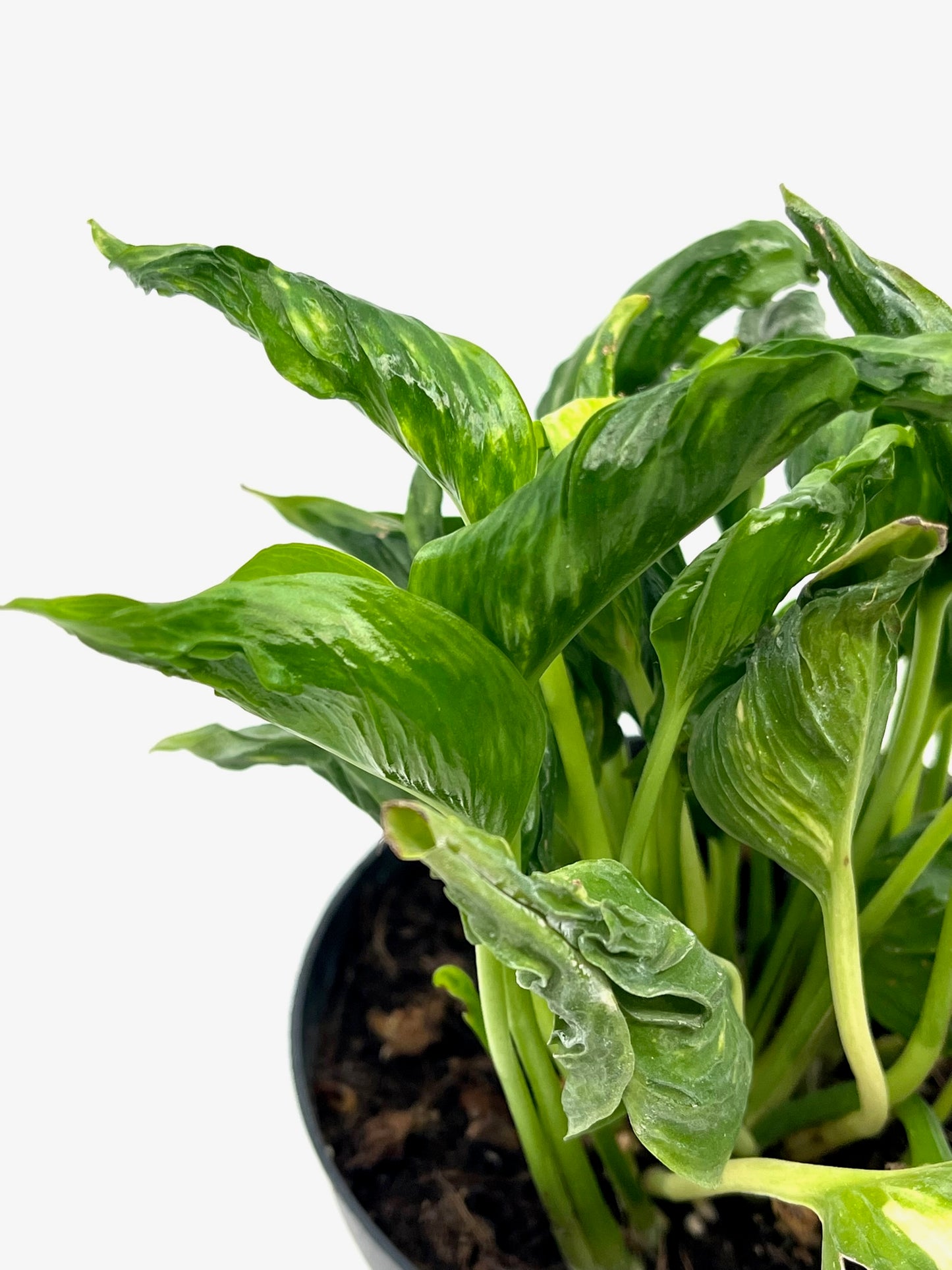 Epipremnum aureum 'Shangri La'