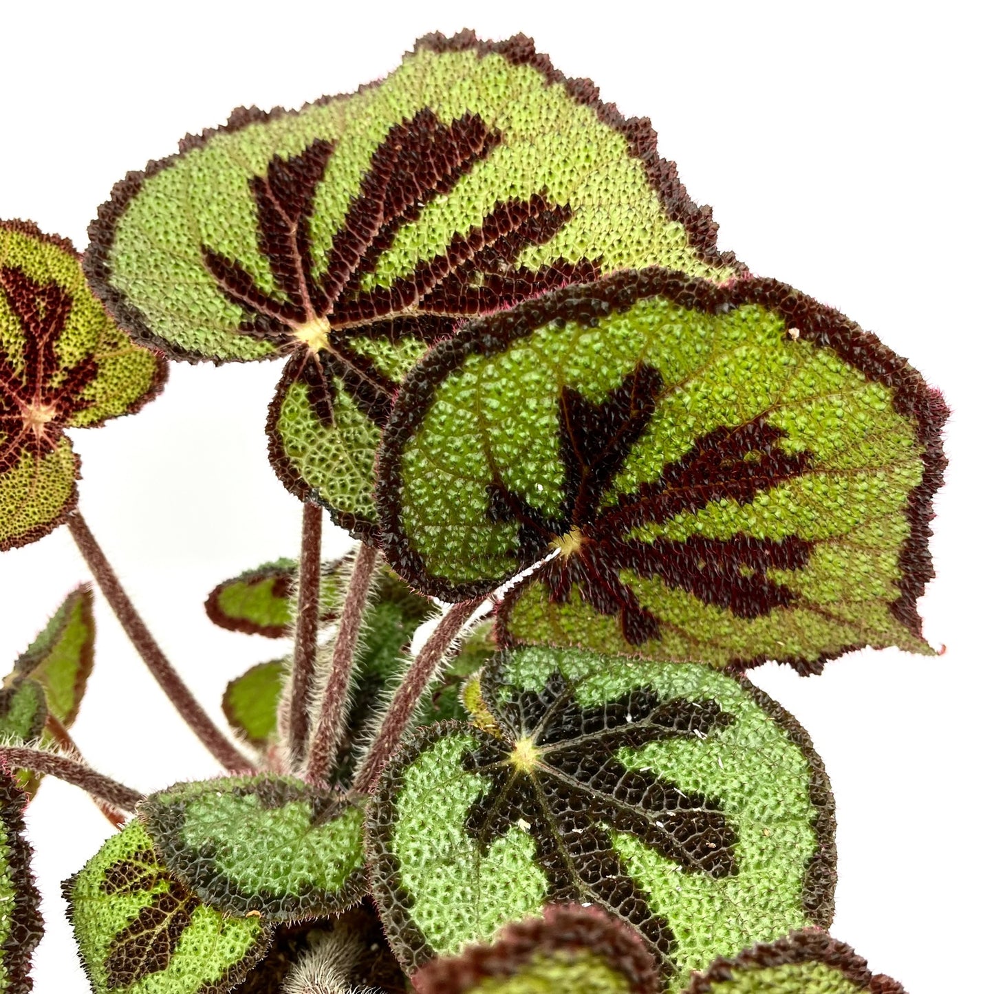Begonia masoniana