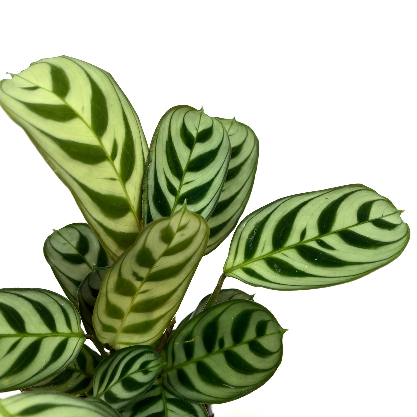 Ctenanthe burle-marxii
