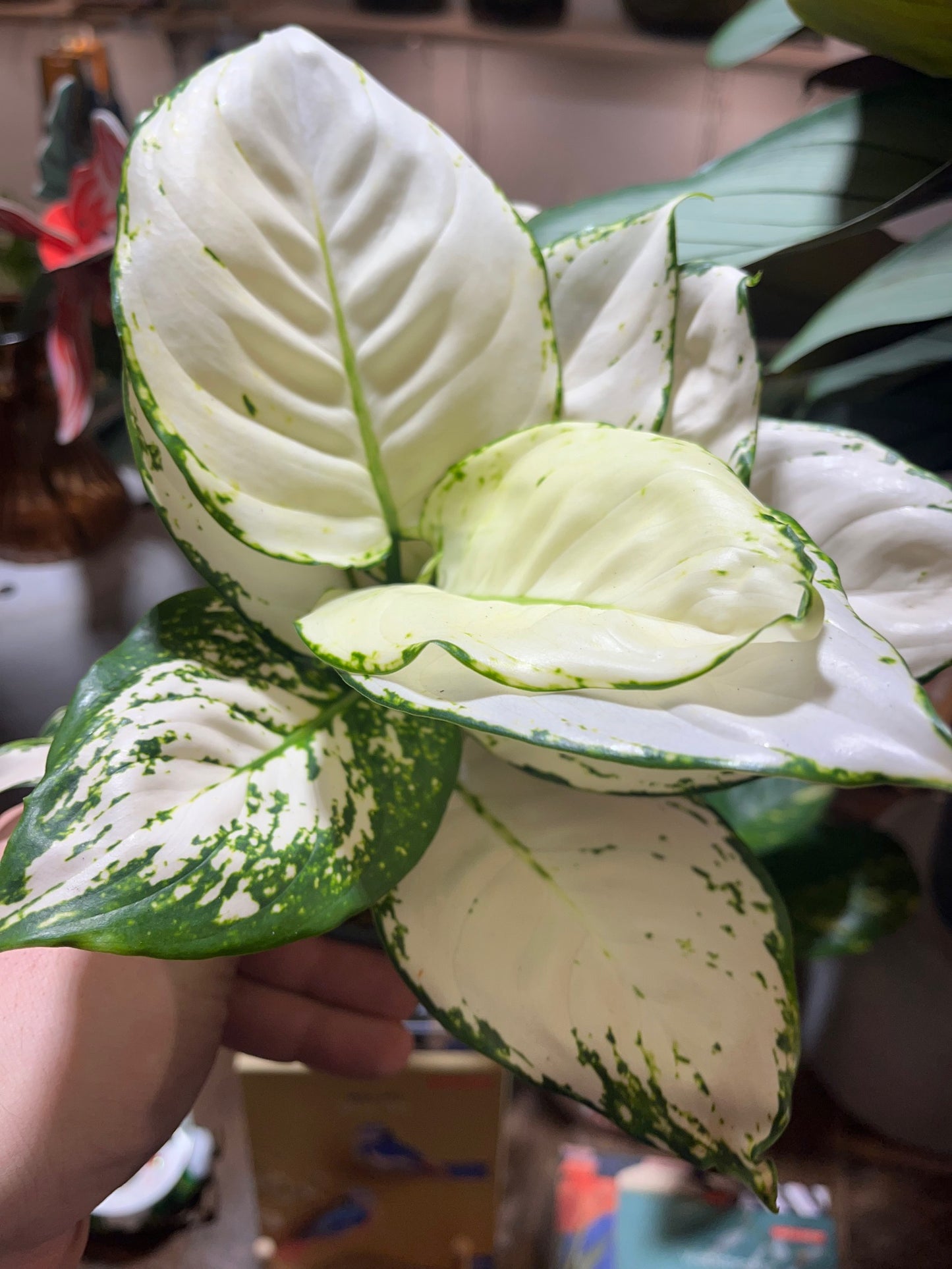 Aglaonema commutatum 'White Joy'