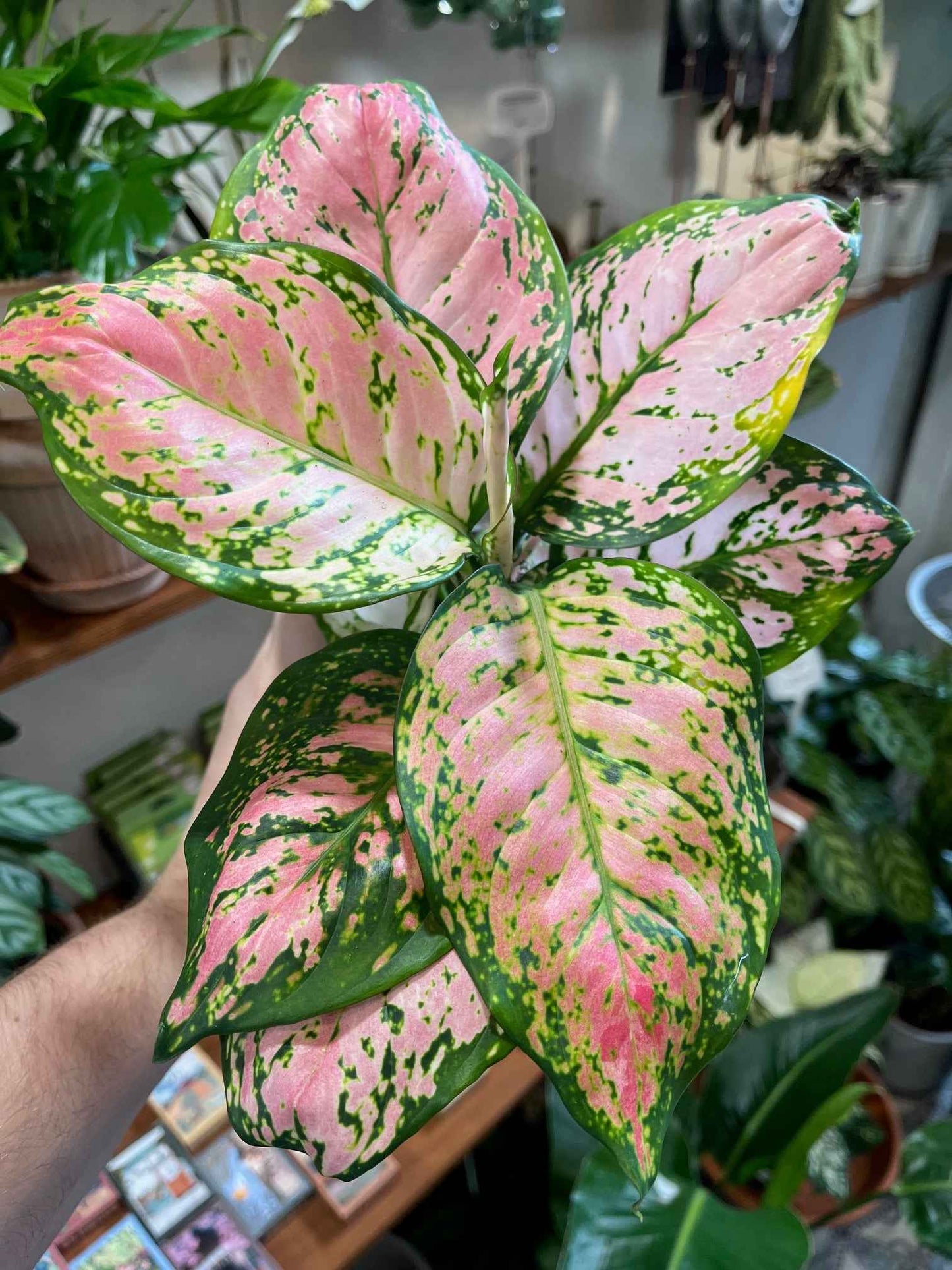 Aglaonema commutatum 'Pink Spot'