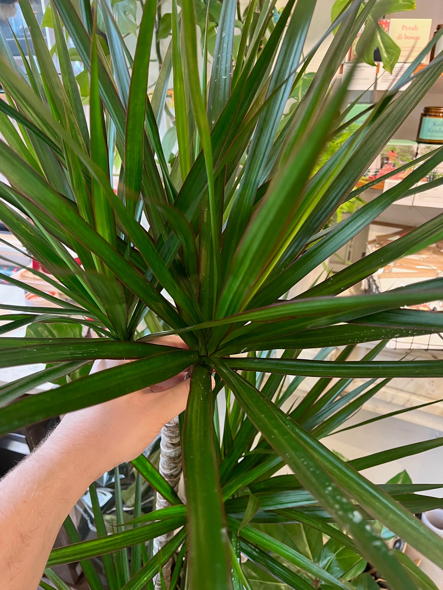 Dracaena reflexa var. angustifolia – Spore Nursery