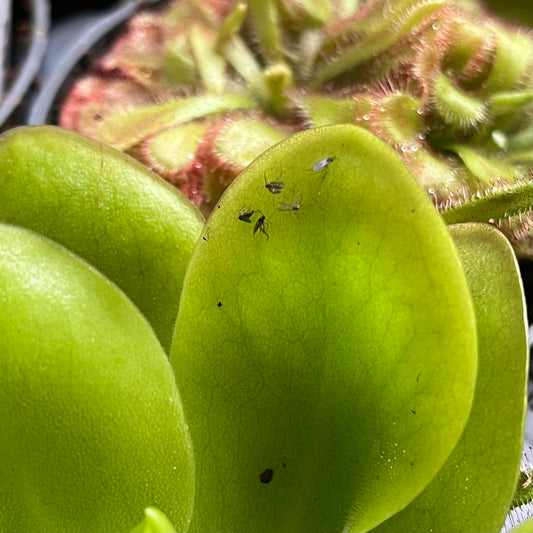 Pinguicula 'Tina' - Spore Nursery
