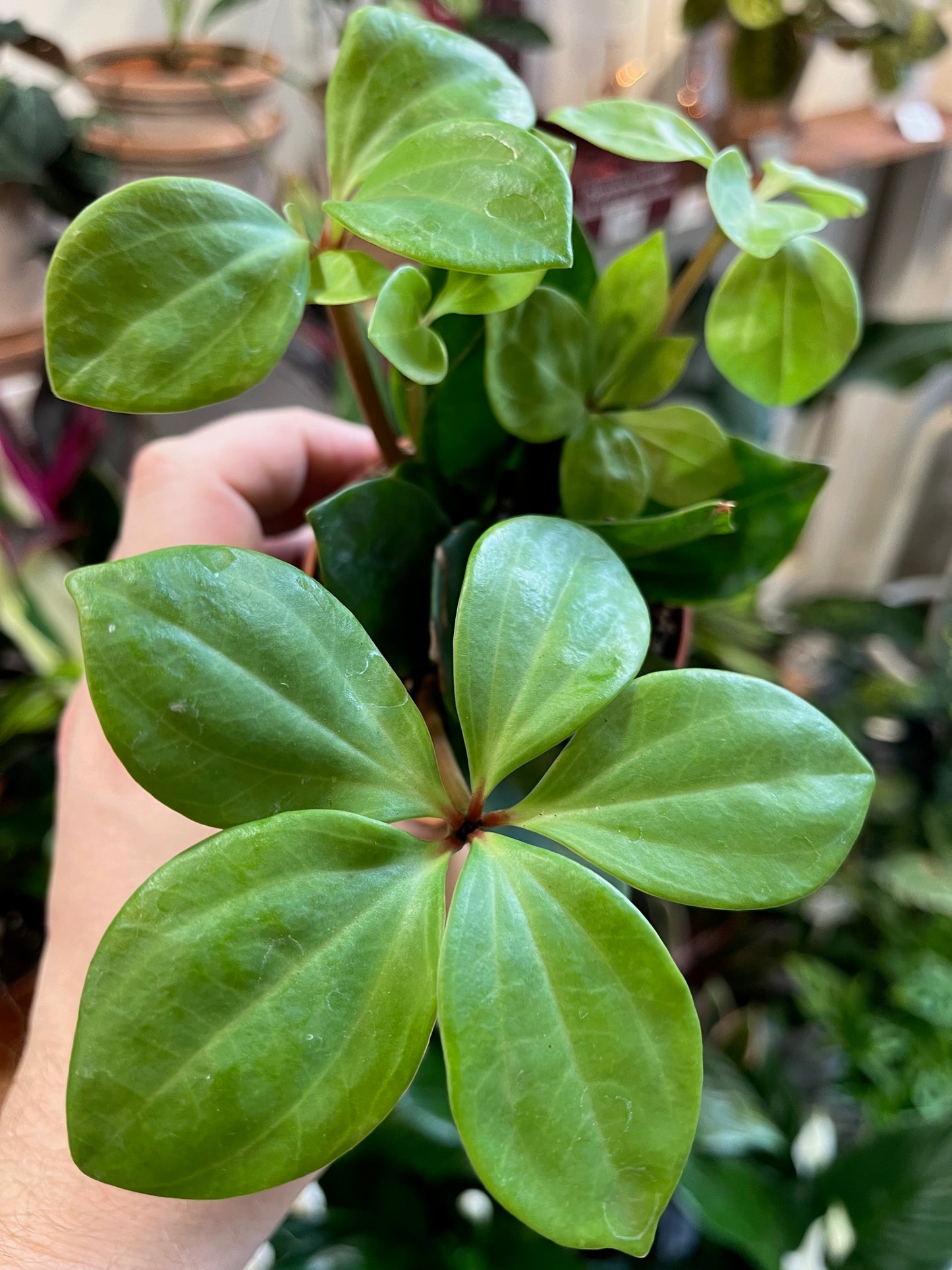 Peperomia pereskiifolia
