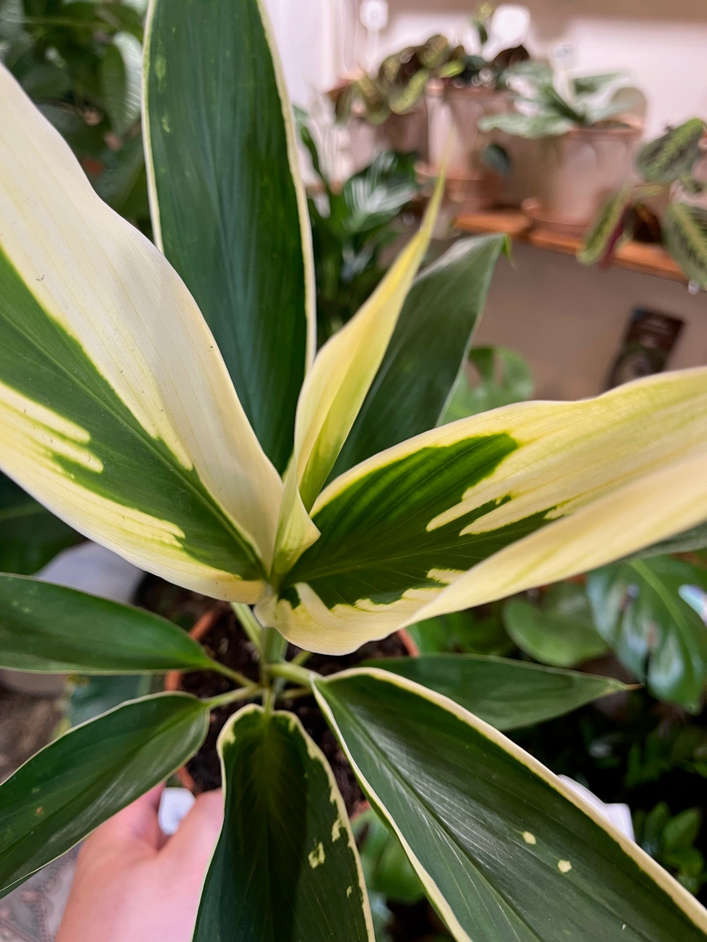 Cordyline fruticosa 'Tropic Frost'