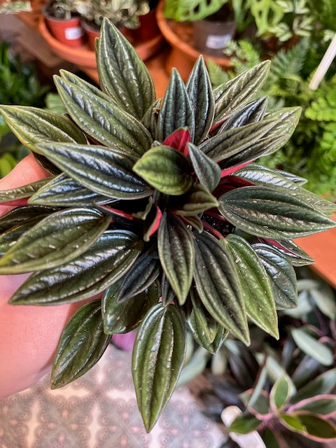 Peperomia caperata 'Rosso'