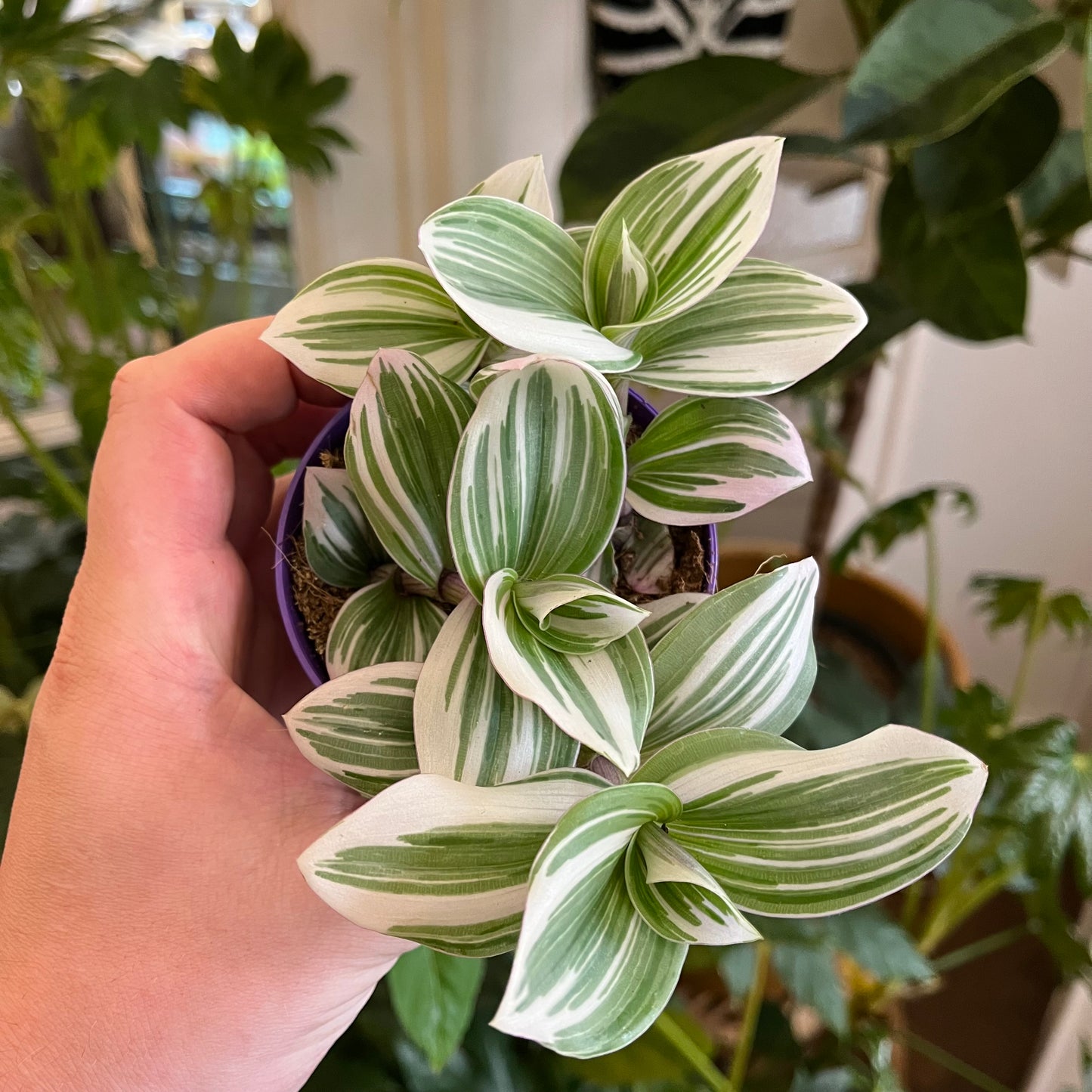 Tradescantia fluminensis 'White' - Spore Nursery