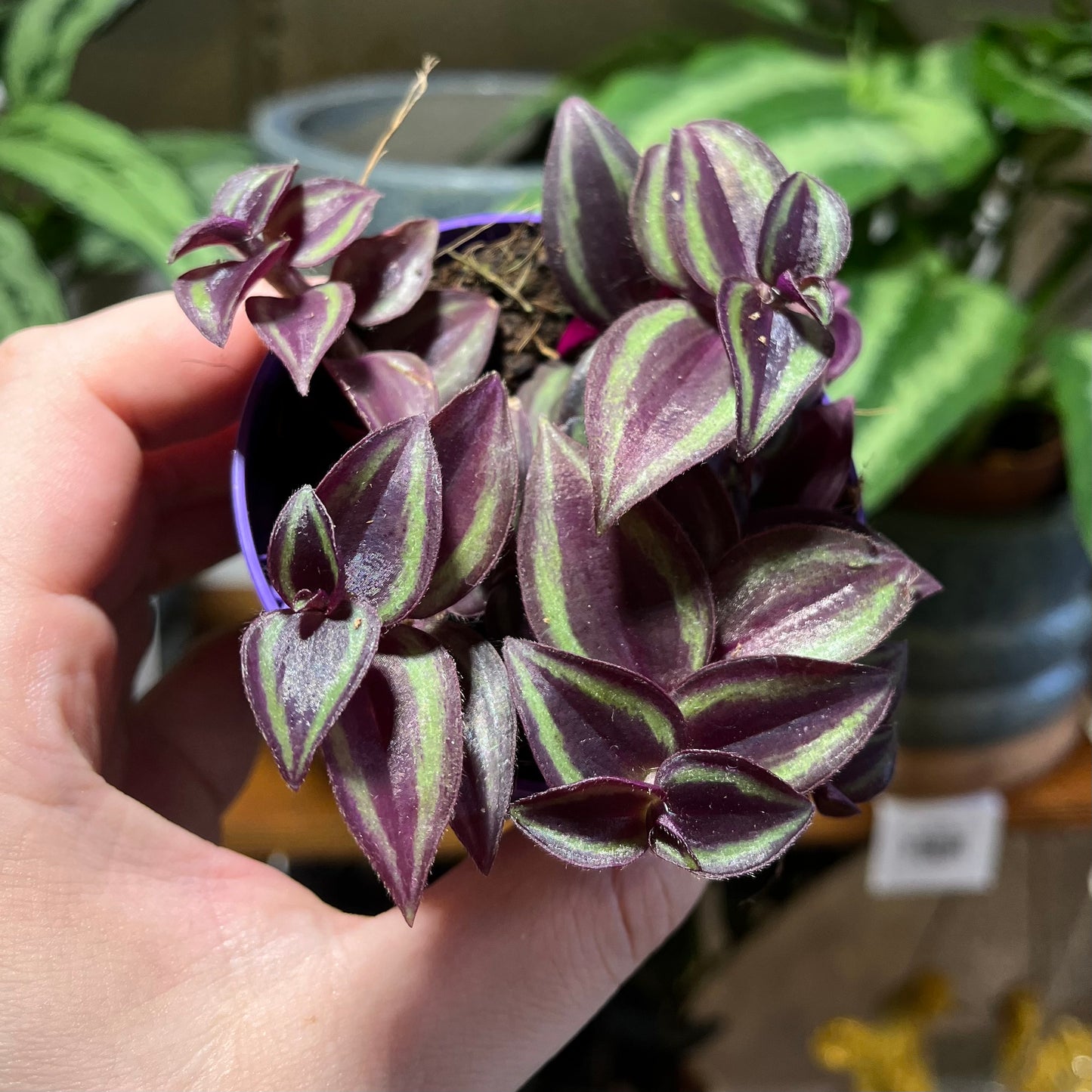 Tradescantia zebrina 'Violet Hill'