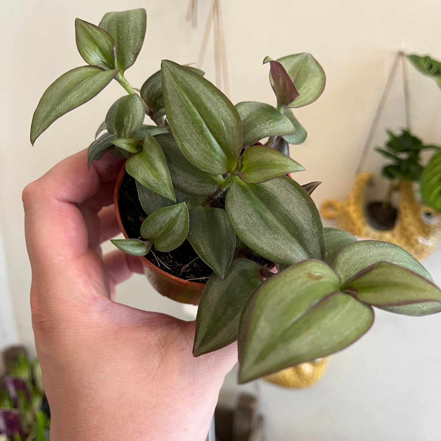 Tradescantia zebrina
