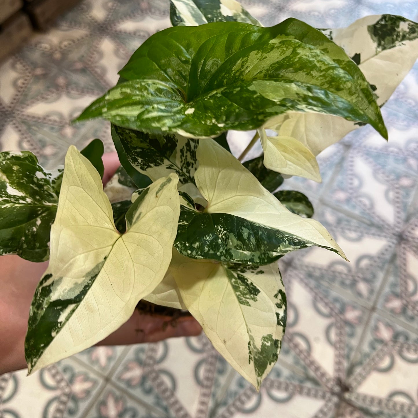 Syngonium podophyllum variegata
