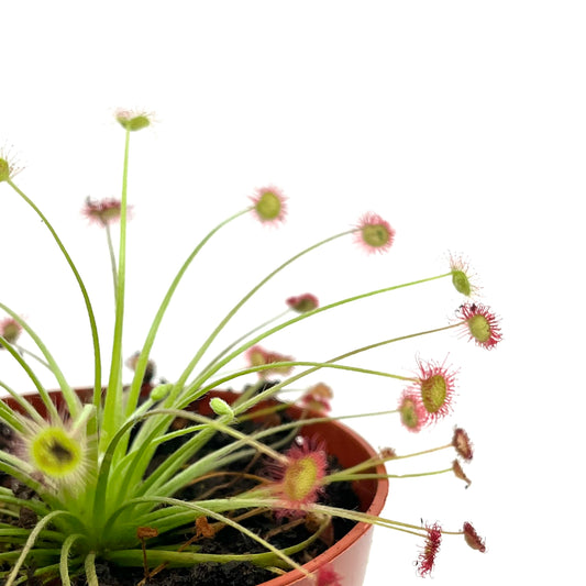Drosera paradoxa - Spore Nursery