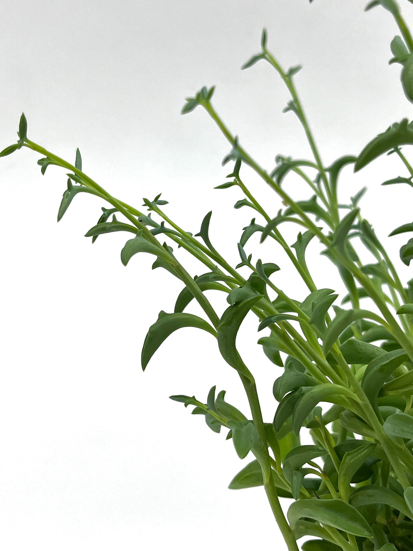 × Bacurio delphinatifolius