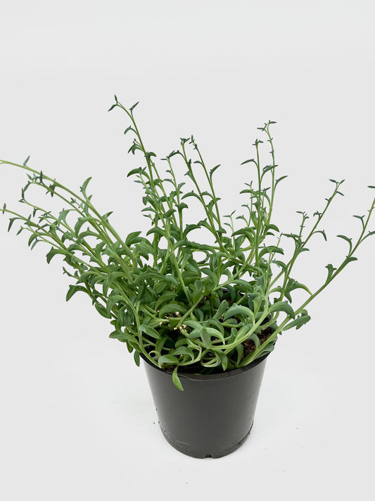 × Bacurio delphinatifolius - Spore Nursery