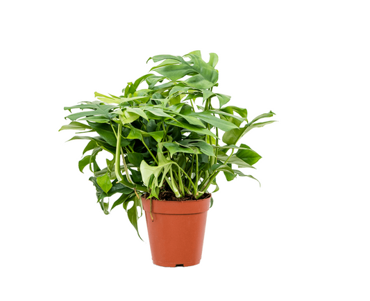 Rhaphidophora tetrasperma