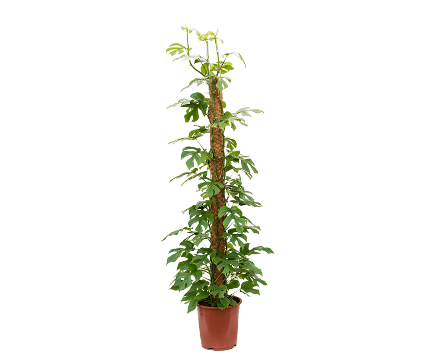 Rhaphidophora tetrasperma
