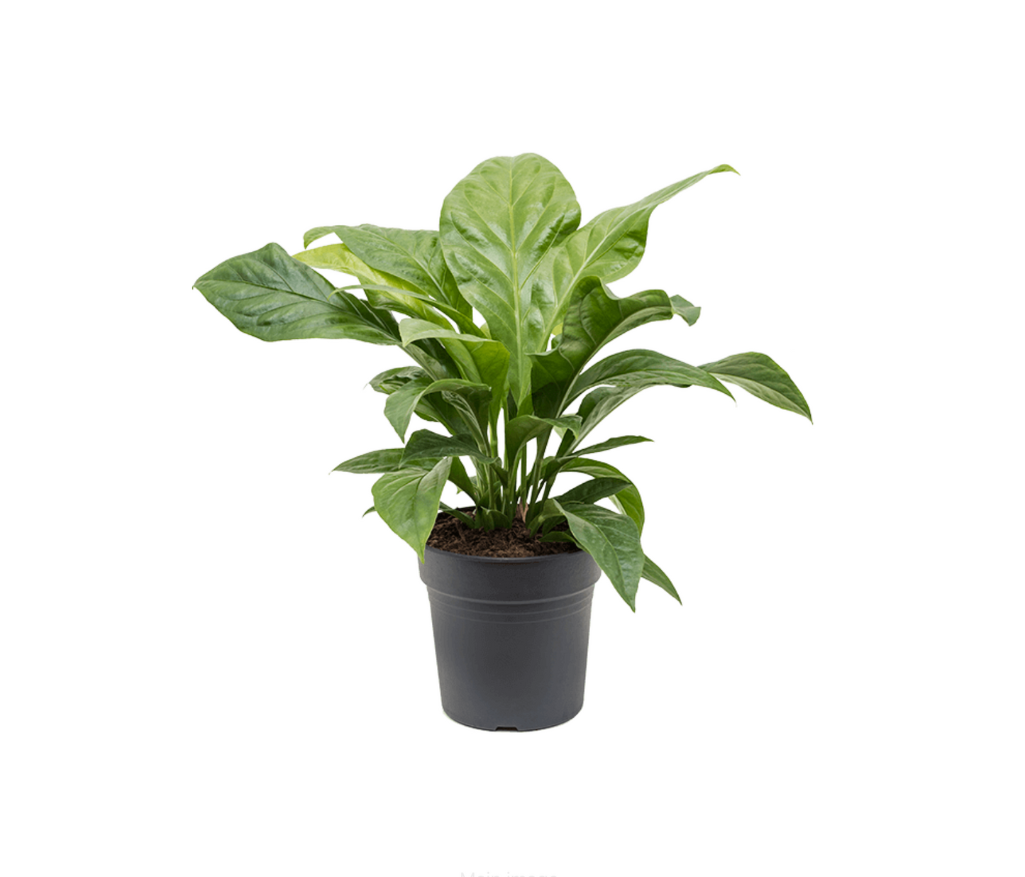 Anthurium crassinervium 'Jungle Bush'