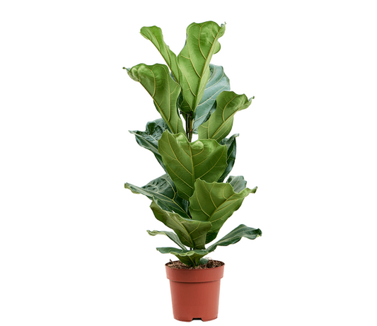 Ficus lyrata - Spore Nursery