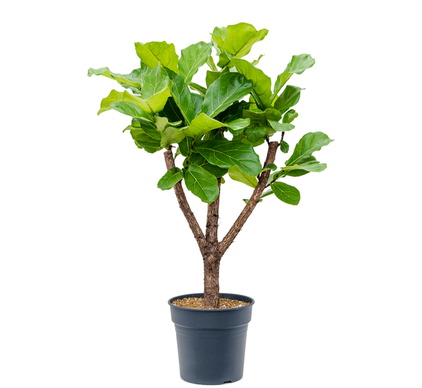 Ficus lyrata