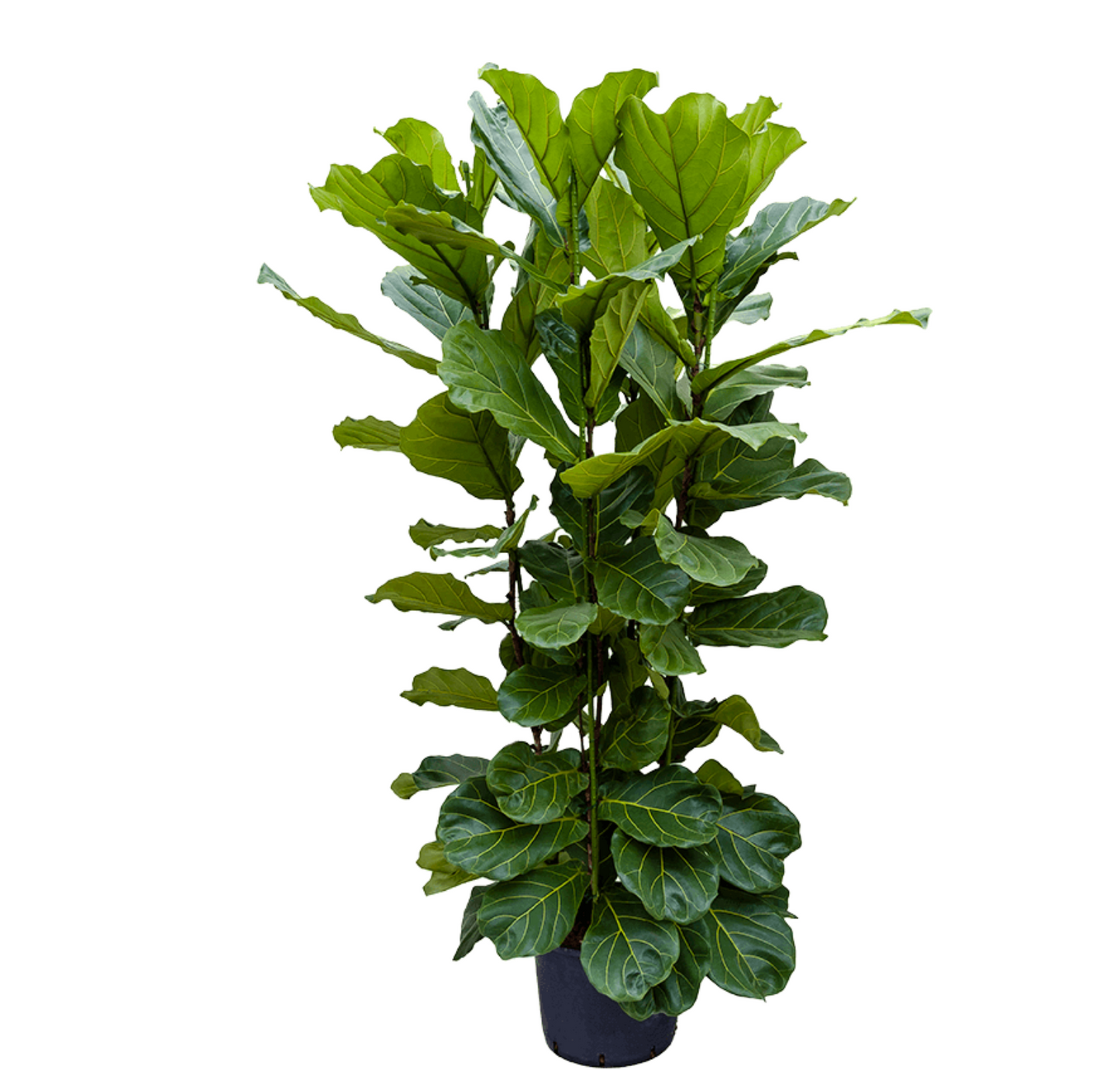 Ficus lyrata
