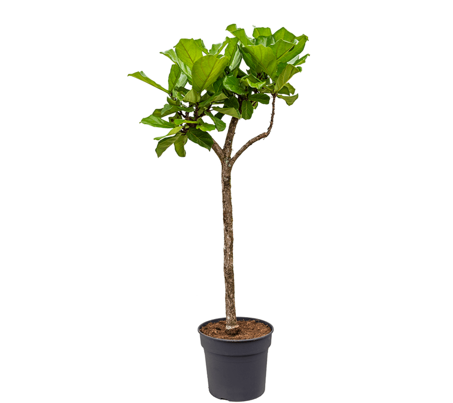 Ficus lyrata