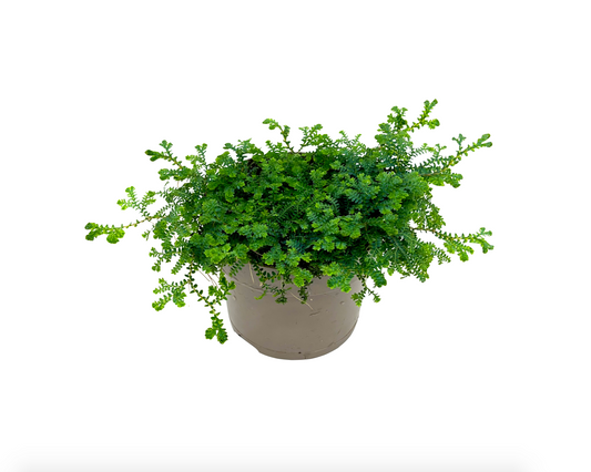 Selaginella uncinata 'Peacock' - Spore Nursery