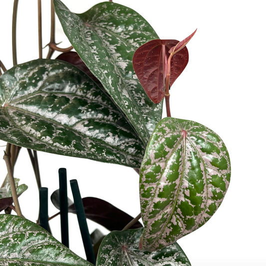 Piper ornatum - Spore Nursery