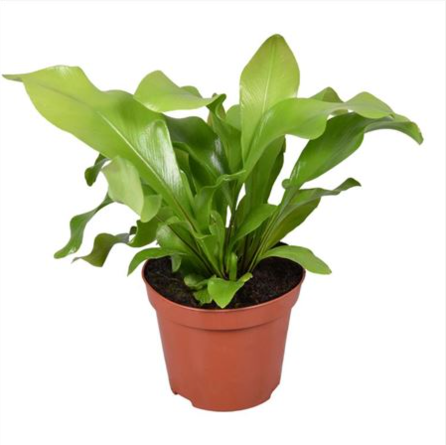 Asplenium nidus