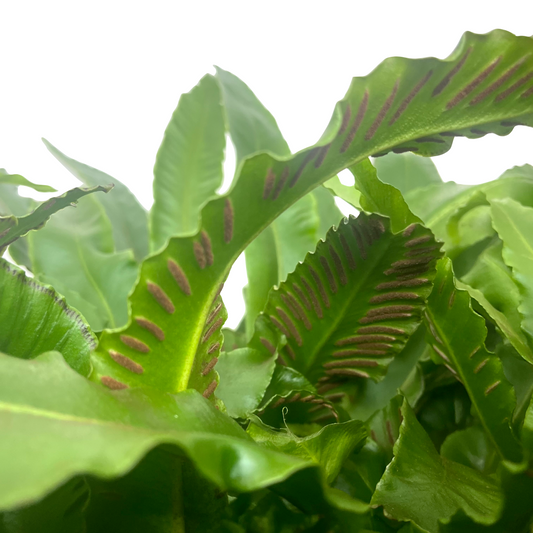 Asplenium scolopendrium - Spore Nursery
